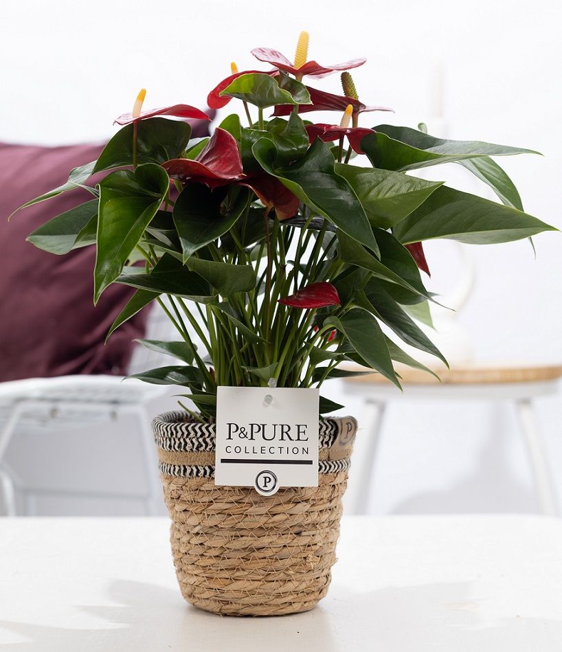 Anthurium red (Micra) in P&PURE Basket 6;, D 12