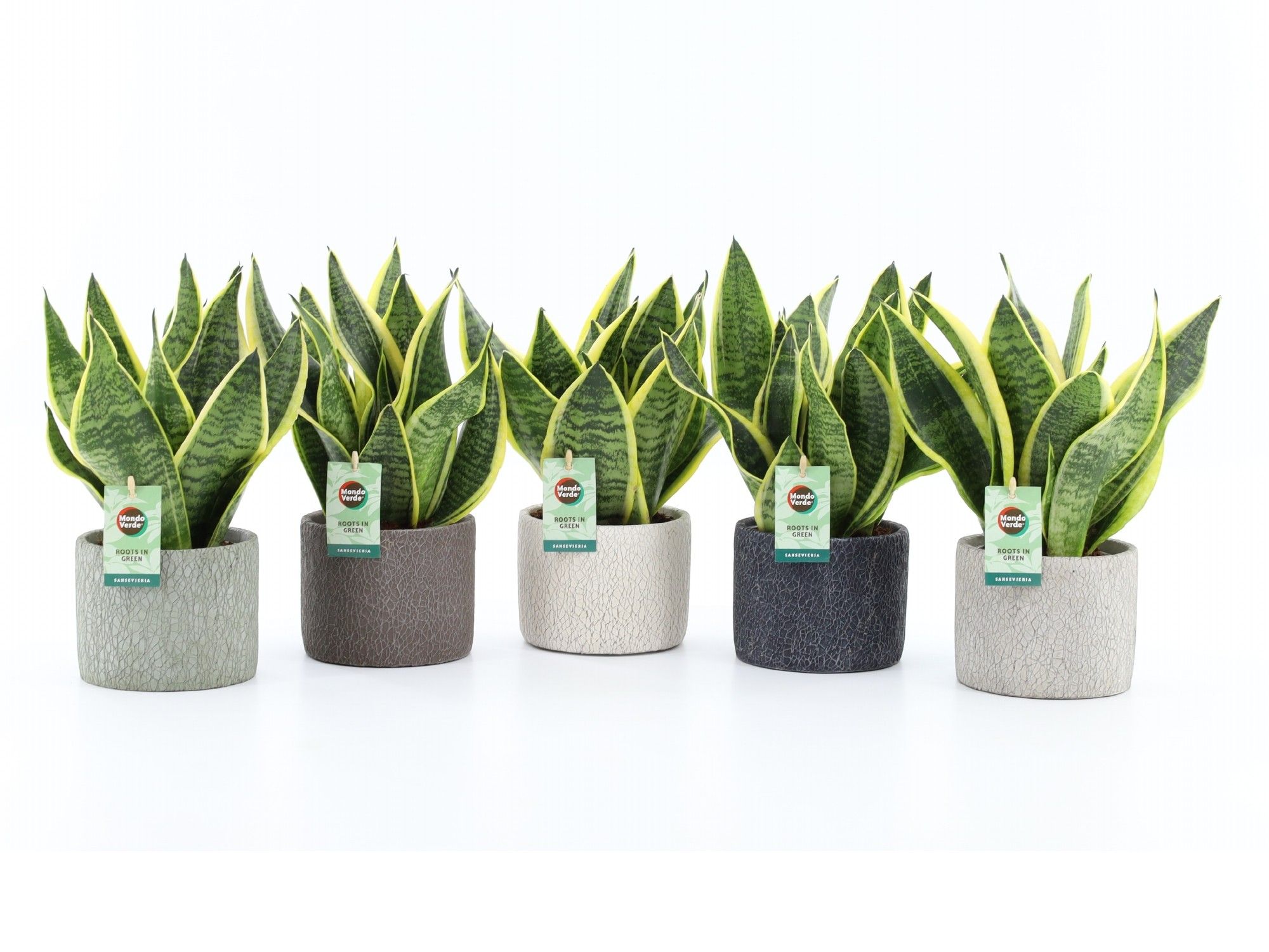 Sansevieria 'Futura Superba' in Classic Stone, D 14