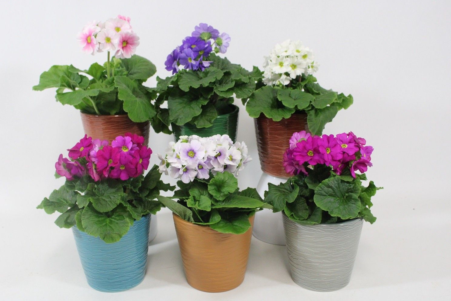 Primula obconica in Kopenhagen keramiek. Voorjaar, D 12