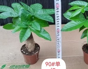 Пахира ствол 9 30 (предзаказ)