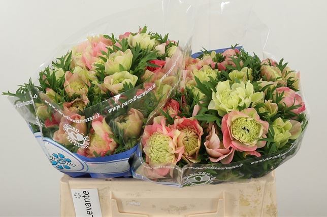 Анемон Леван Роза 35 (розово-бел.), шт.