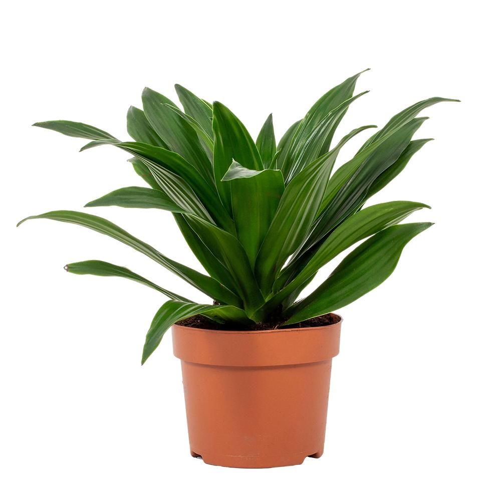 Dracaena Compacta 12cm, D 12