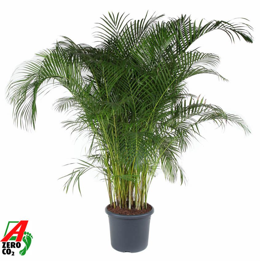 Dypsis Lutescens(Areca) P48, D 48