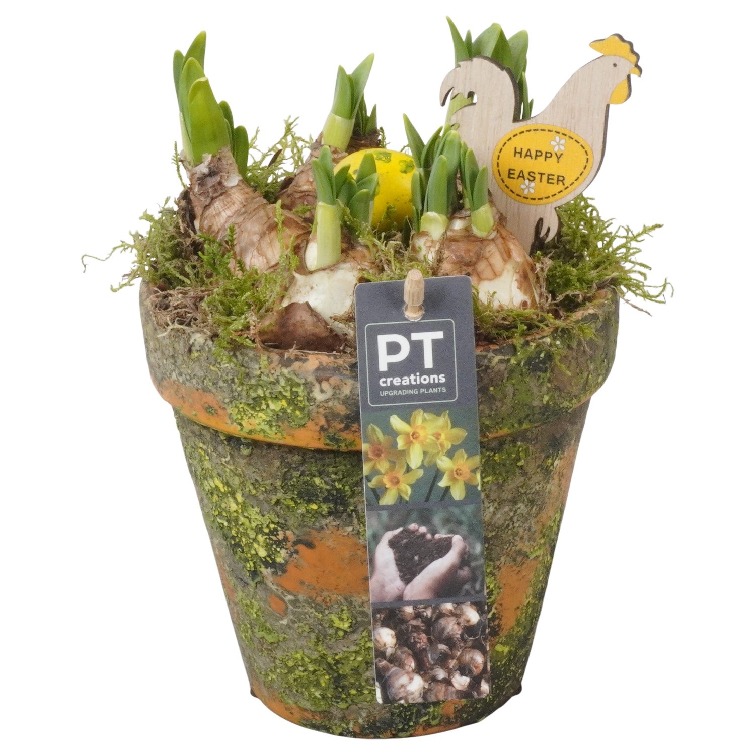 PTNP4460 Arrangement Narcissus Easter in terracotta pot, D 13