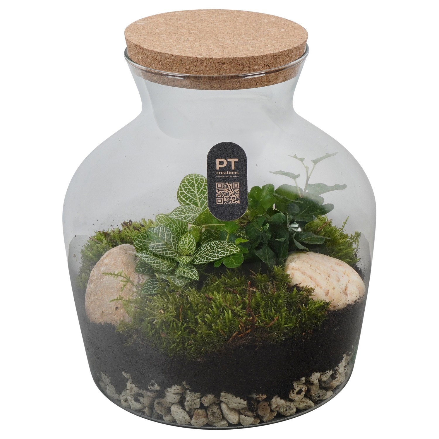 PTTER8103 Arrangement terrarium in glazen terrarium, D 20