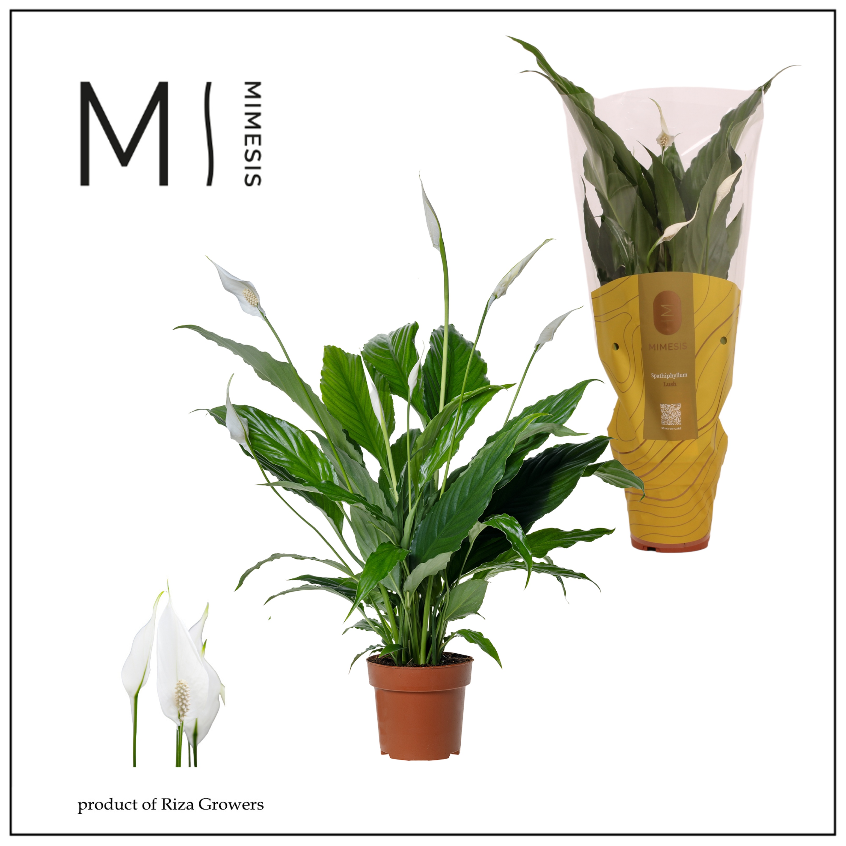 Spathiphyllum Sweet Chico rijp - 13cm | Mimesis, D 13