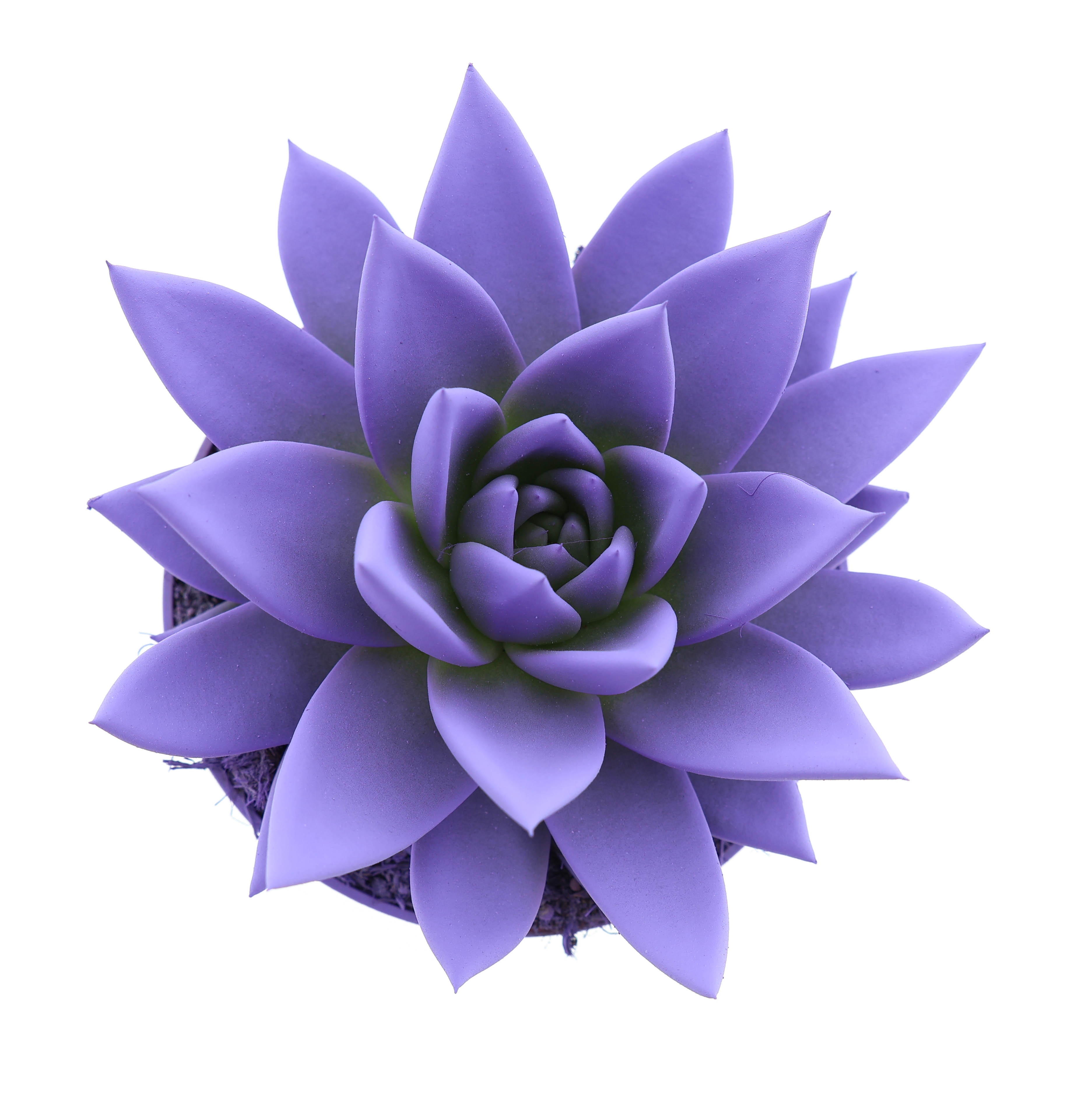 Rainbow dark milka, D 10,5