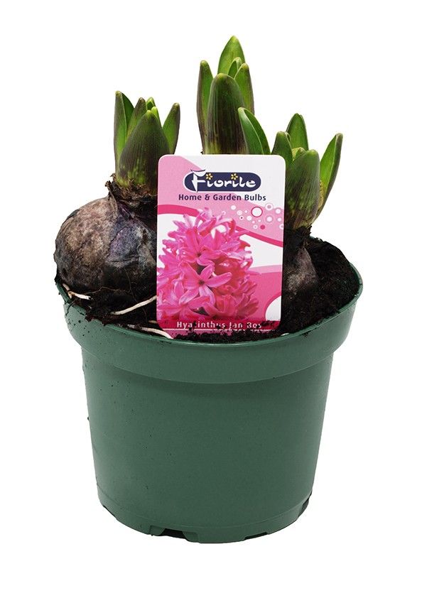 Hyacint Jan Bos, D 12