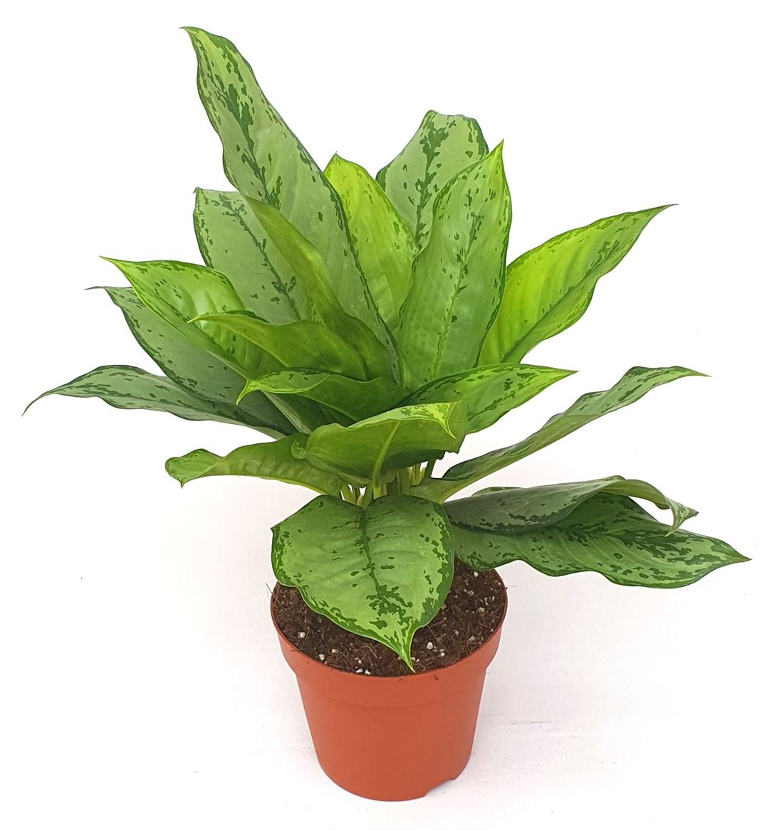 Aglaonema 'Freedman', D 17