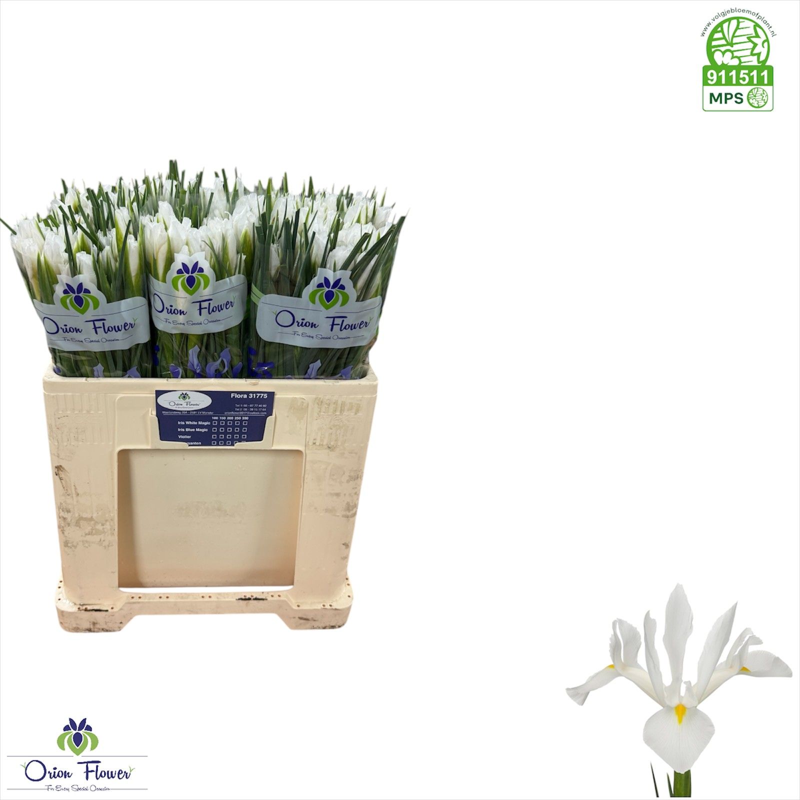 Ирис Вайт Мэджик, шт.