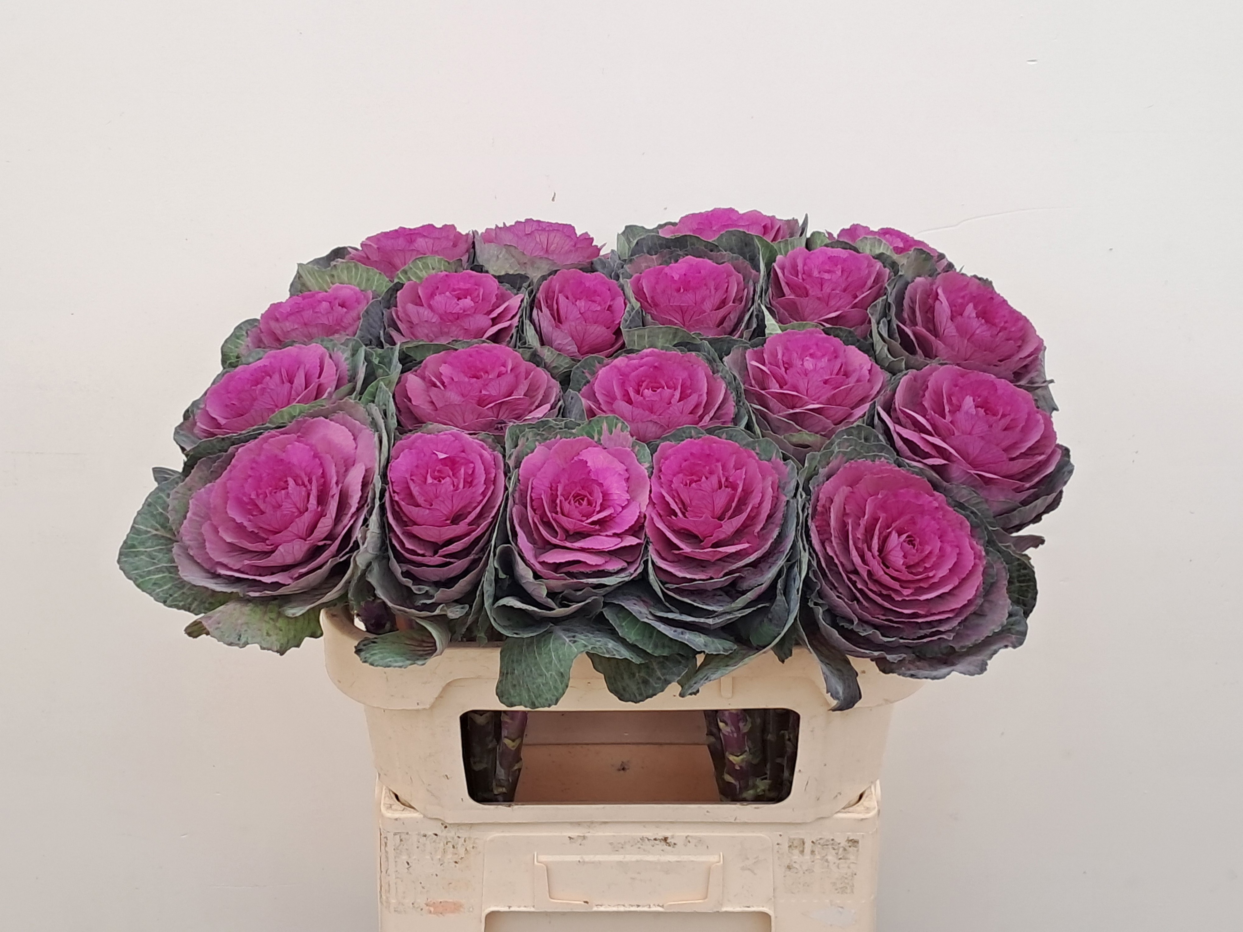 Брассика Рэд Крэйн 70, шт.