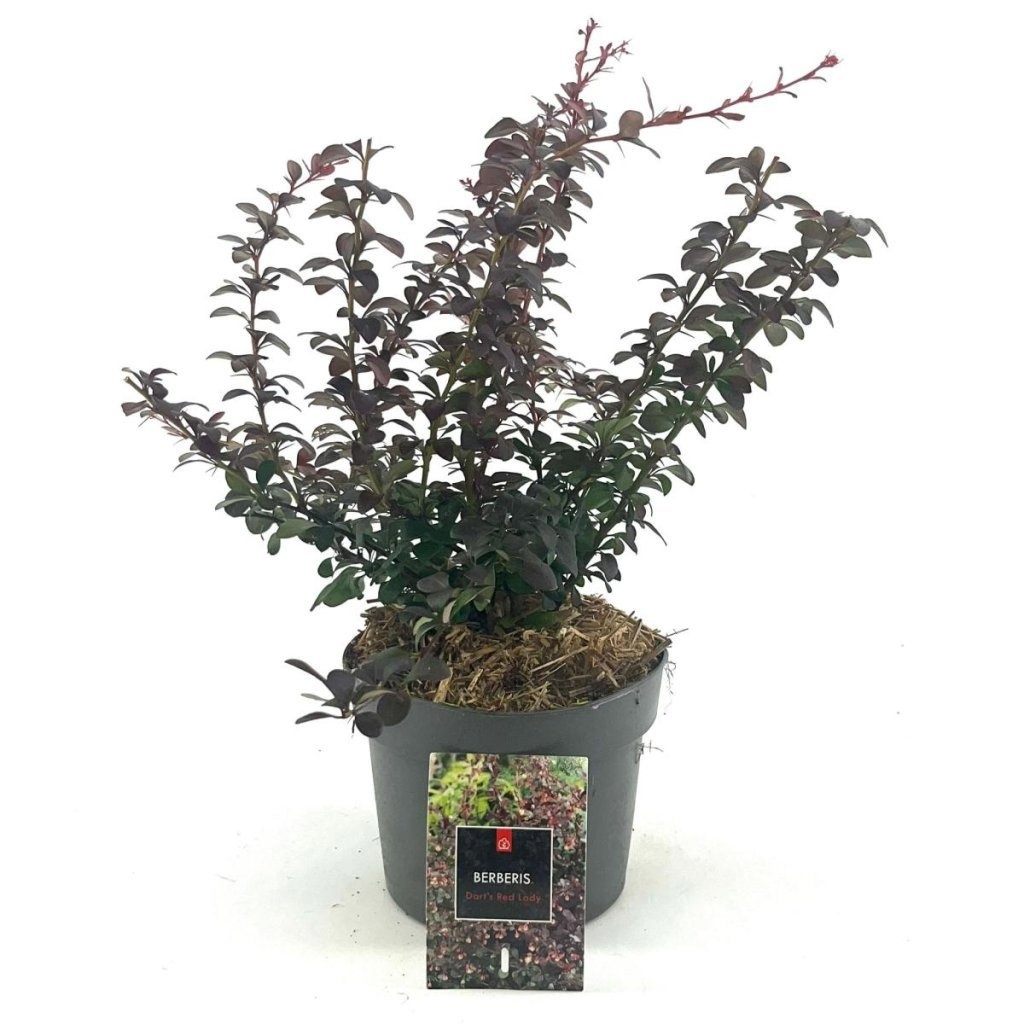 Berberis thunb. 'Dart's Red Lady', D 17