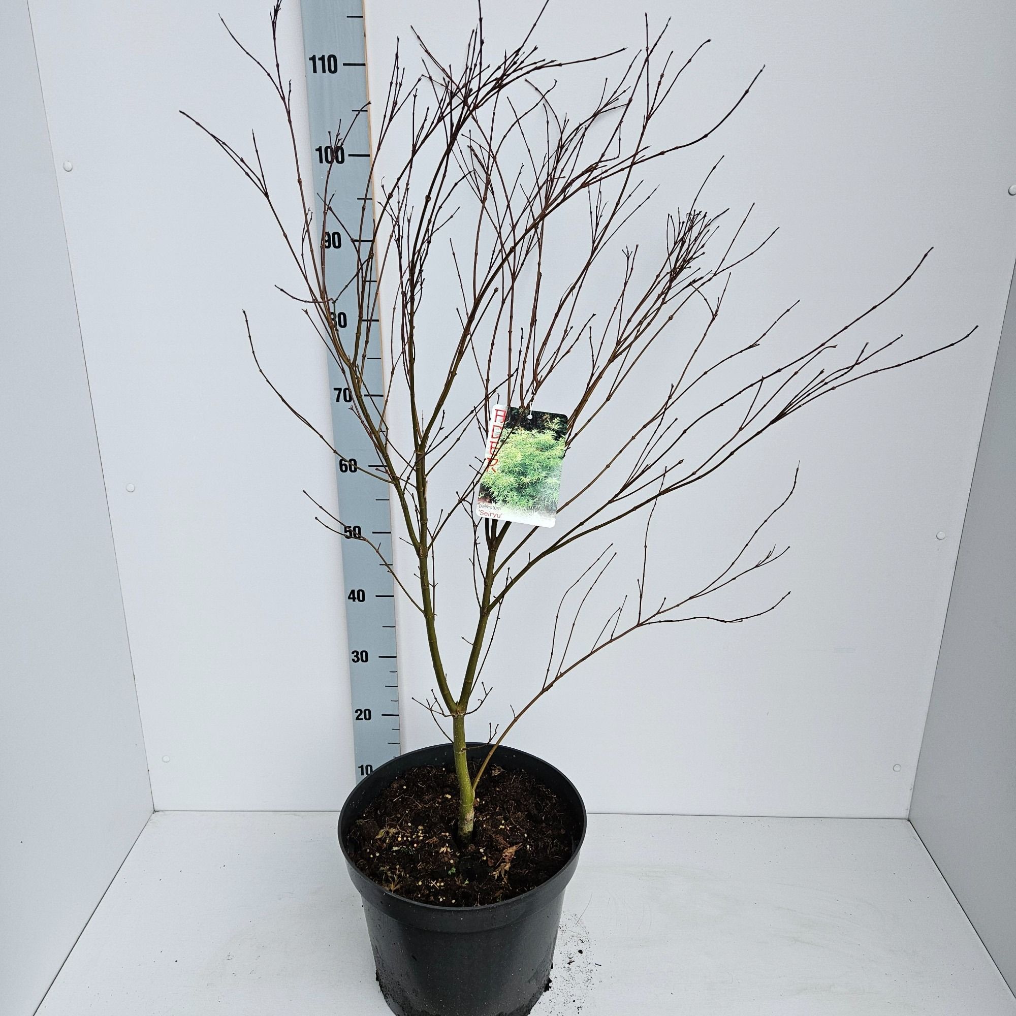 Acer palmatum 'Seiryu', D 31