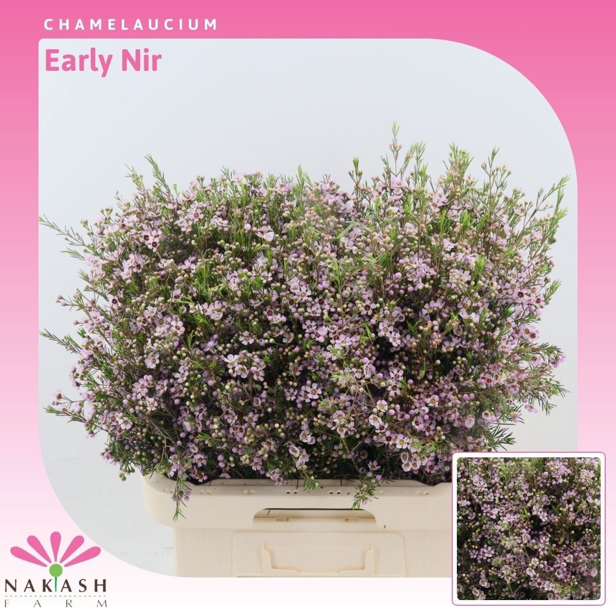 Шамелациум Эрли Нир 70, шт.