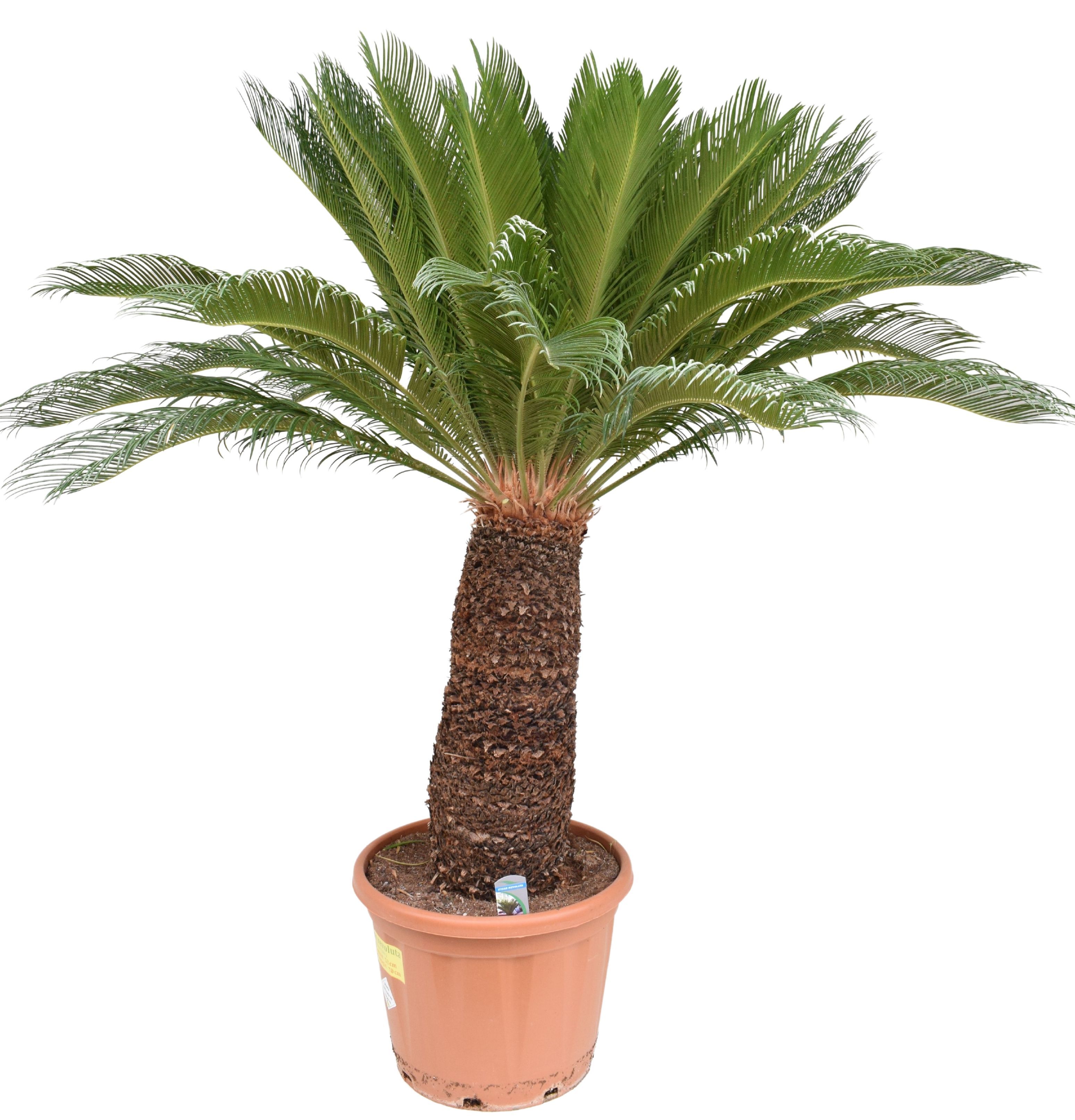 Cycas revoluta P53 ST70, D 53