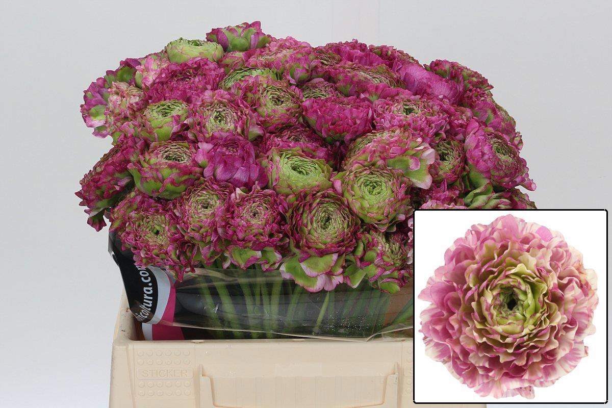 Ранункулус Овериг 40, шт.