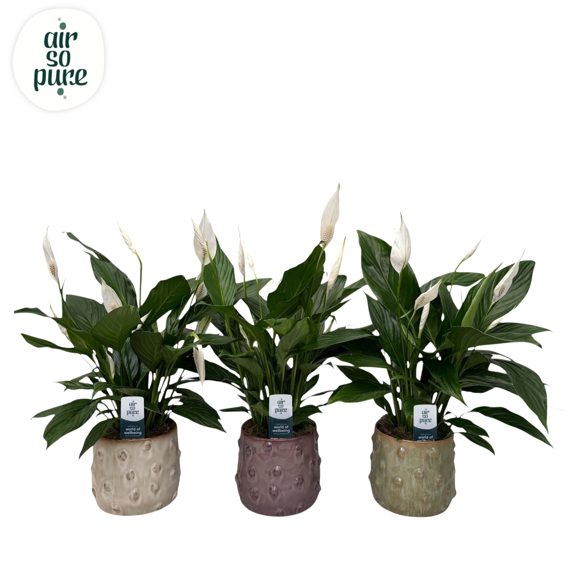 KP-118.1 - Spath Bingo Cupido 17cm in Burned Glace pot, D 17