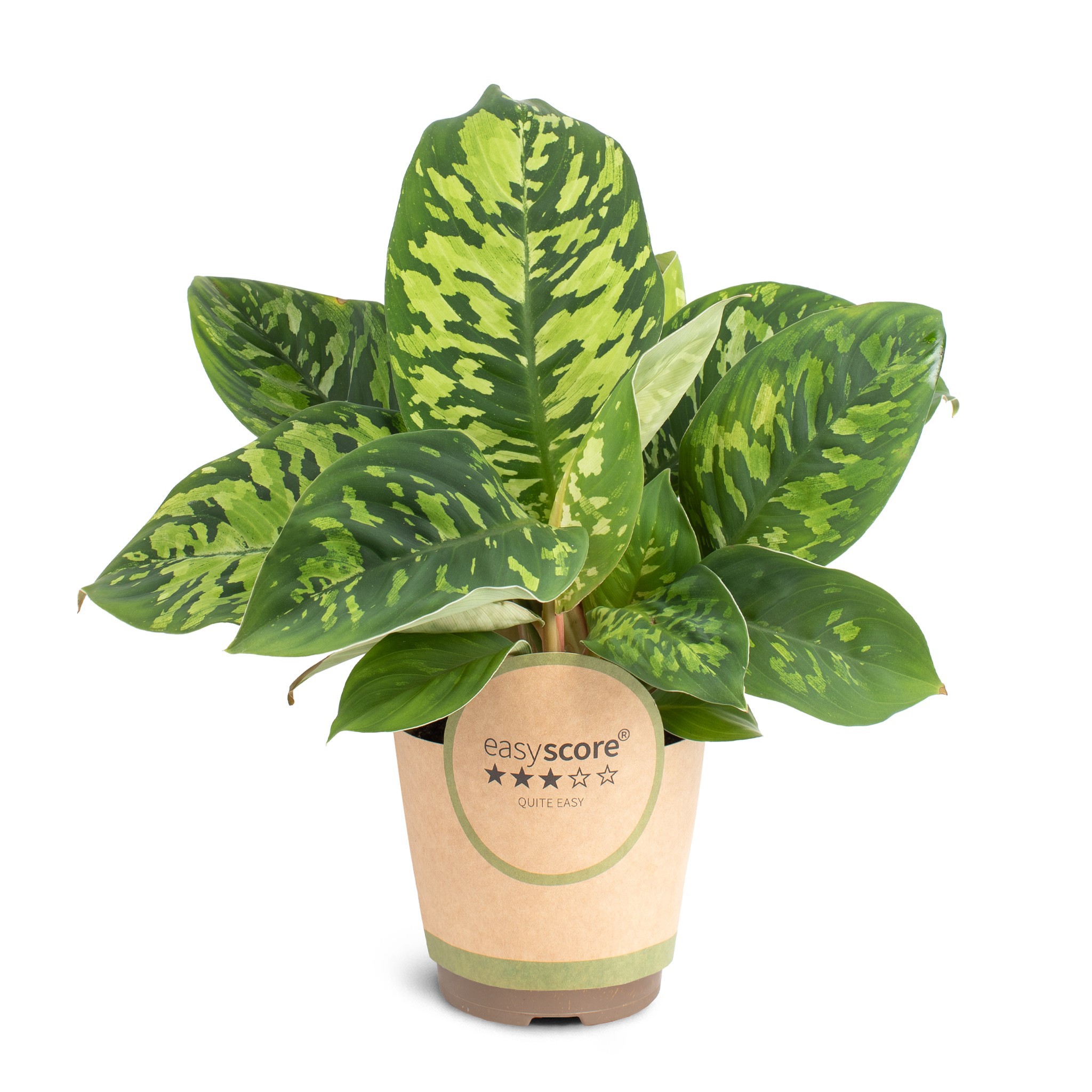 Homalomena ´Camouflage´, D 11