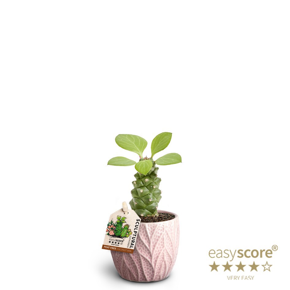 EUPHORBIA RITCHIEI 40617536 Leaf Ro, D 7