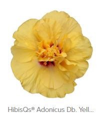HIBISCUS ROSA SINENSIS 'ADONICUS.DB YEL(N)', D 13