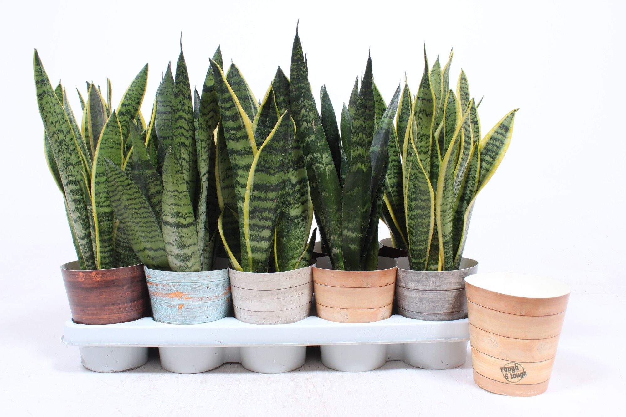 Sansevieria mix in Rough & Tough cup, D 12