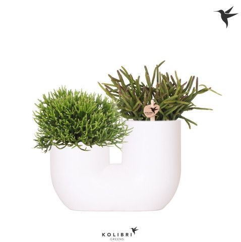 Kolibri Greens Rhipsalis mix in Tube pot white, D 18