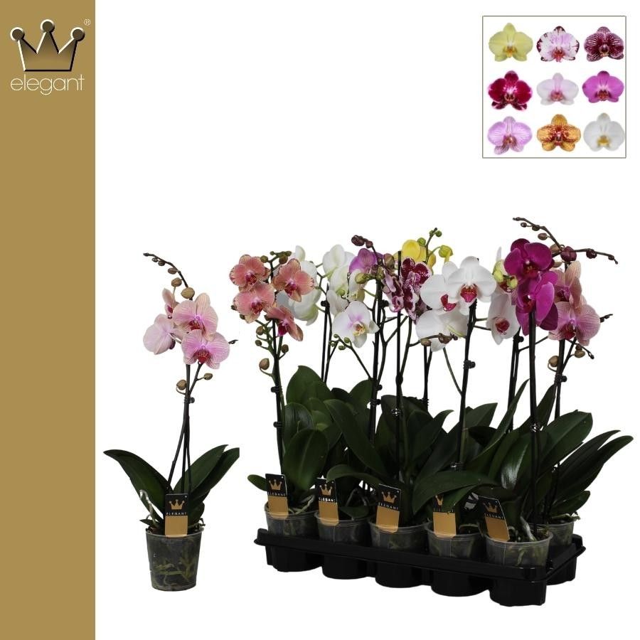 Phalaenopsis 1 tak gemengd 6+ bloem, D 12