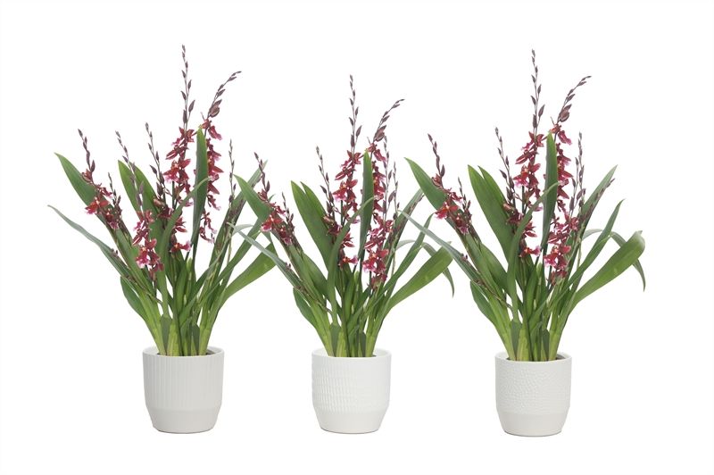 Tirza p12 vanille mix Cambria Barrocco Red 5-6T45+ regular, D 12