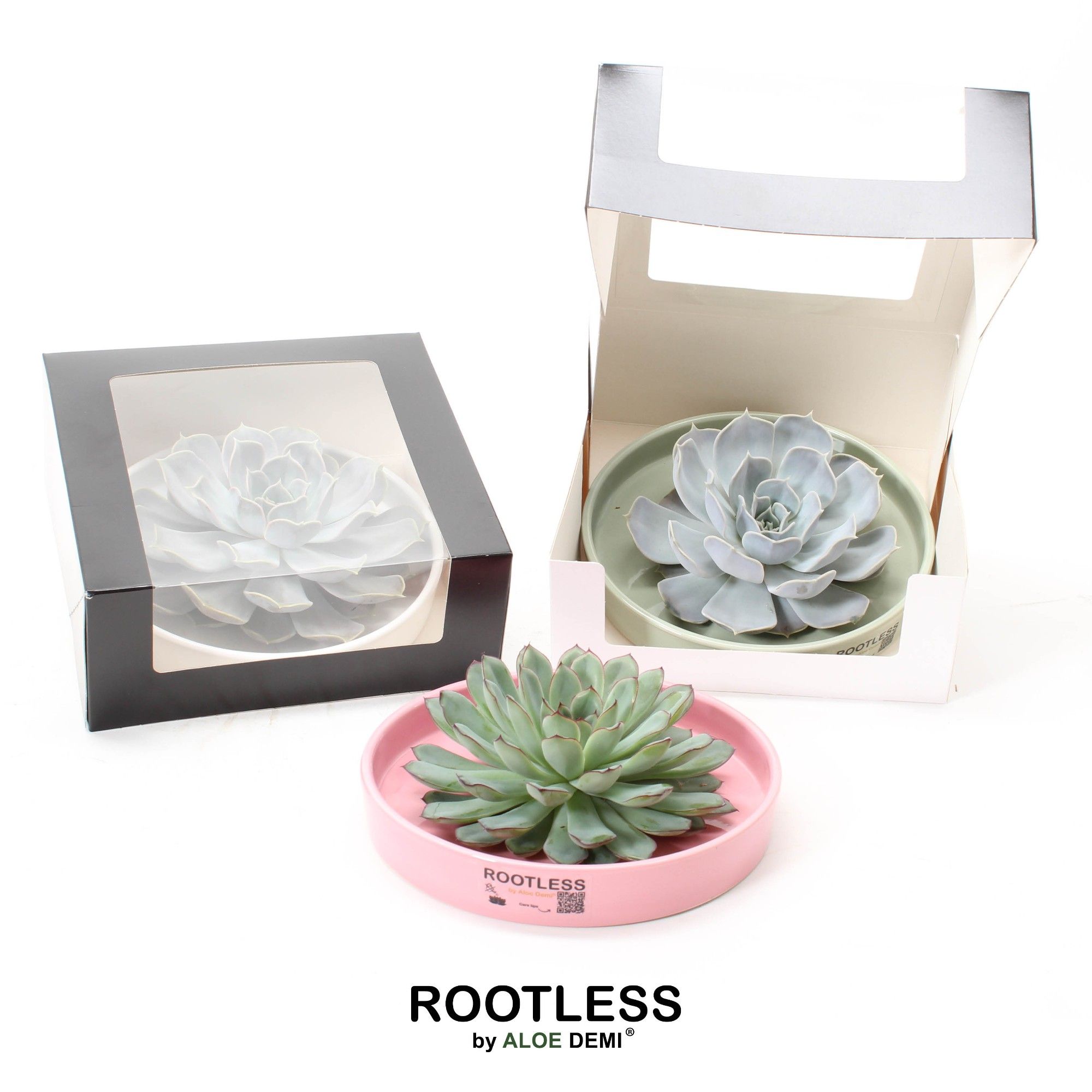 ROOTLESS Echeveria, Octopus bowl - black box, D 21
