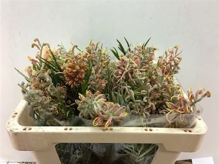 Гревиллея Мисти Пинк 50, шт.