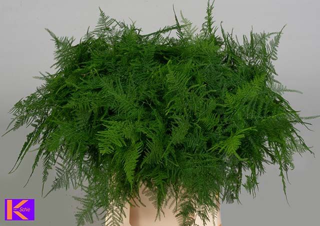 Аспарагус Сетацеус 45, шт.