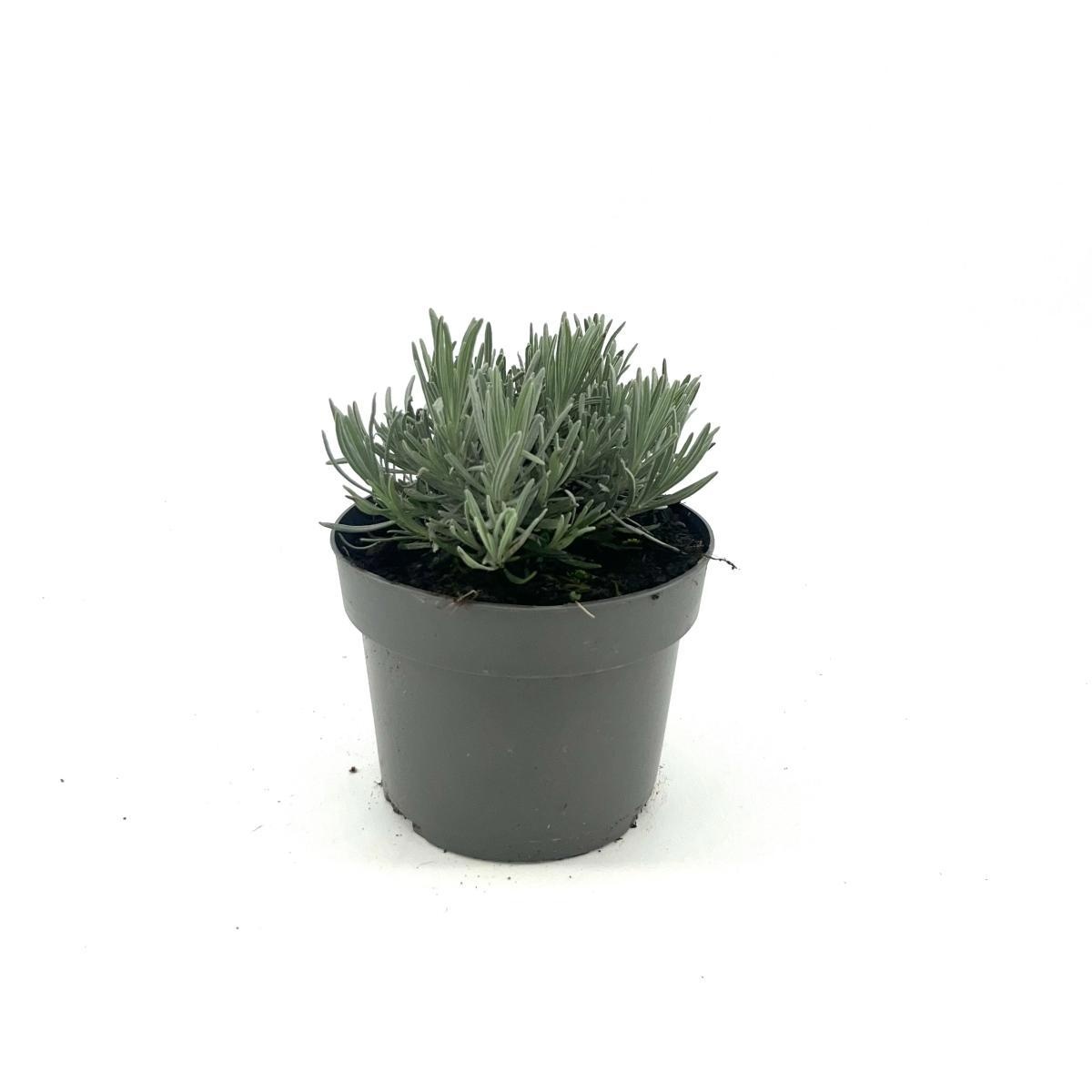 Lavandula int. Phenomenal, D 17