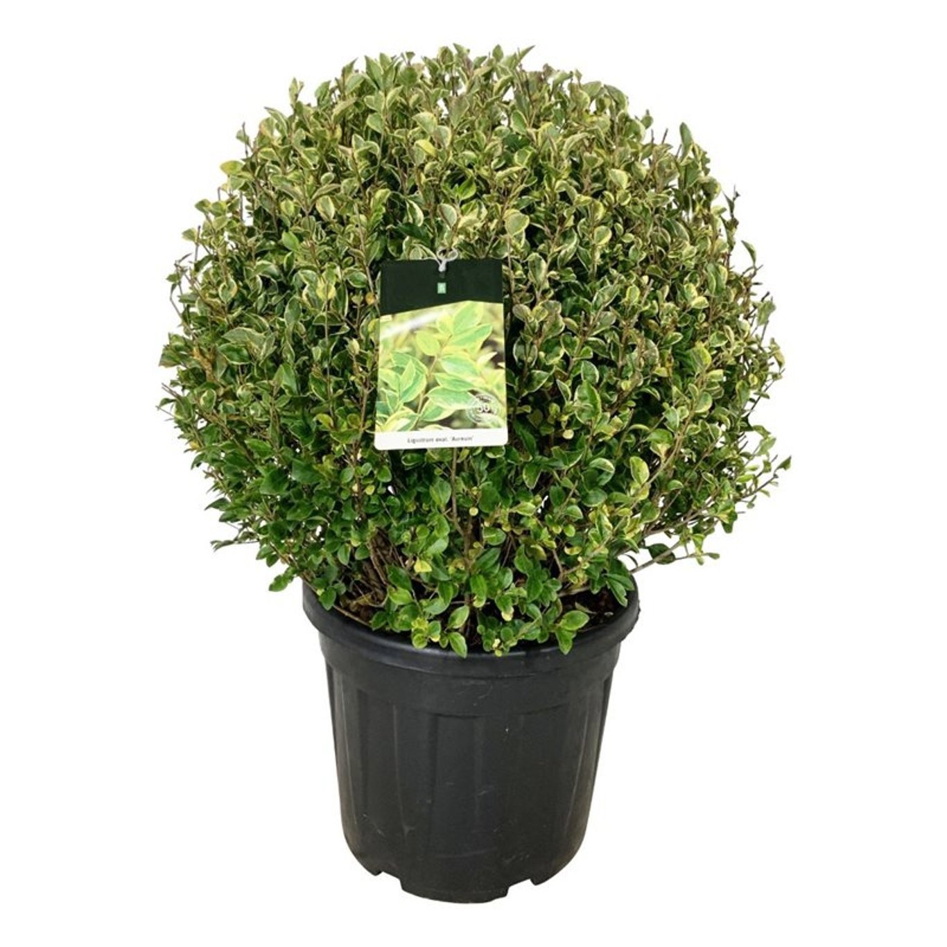 Ligustrum oval. 'Aureum', D 50