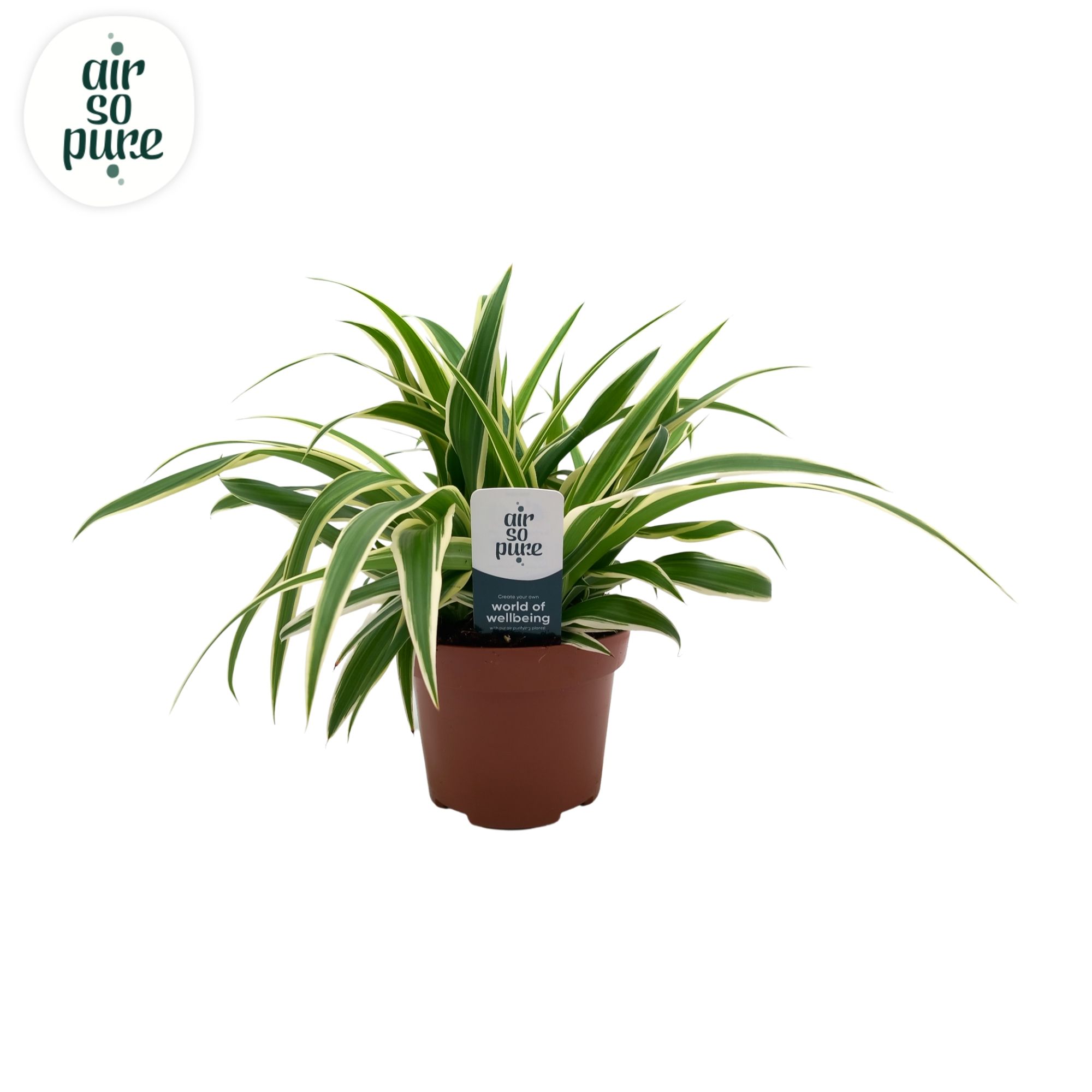 Chlorophytum Com 'Vittatum' Air So Pure®, D 13