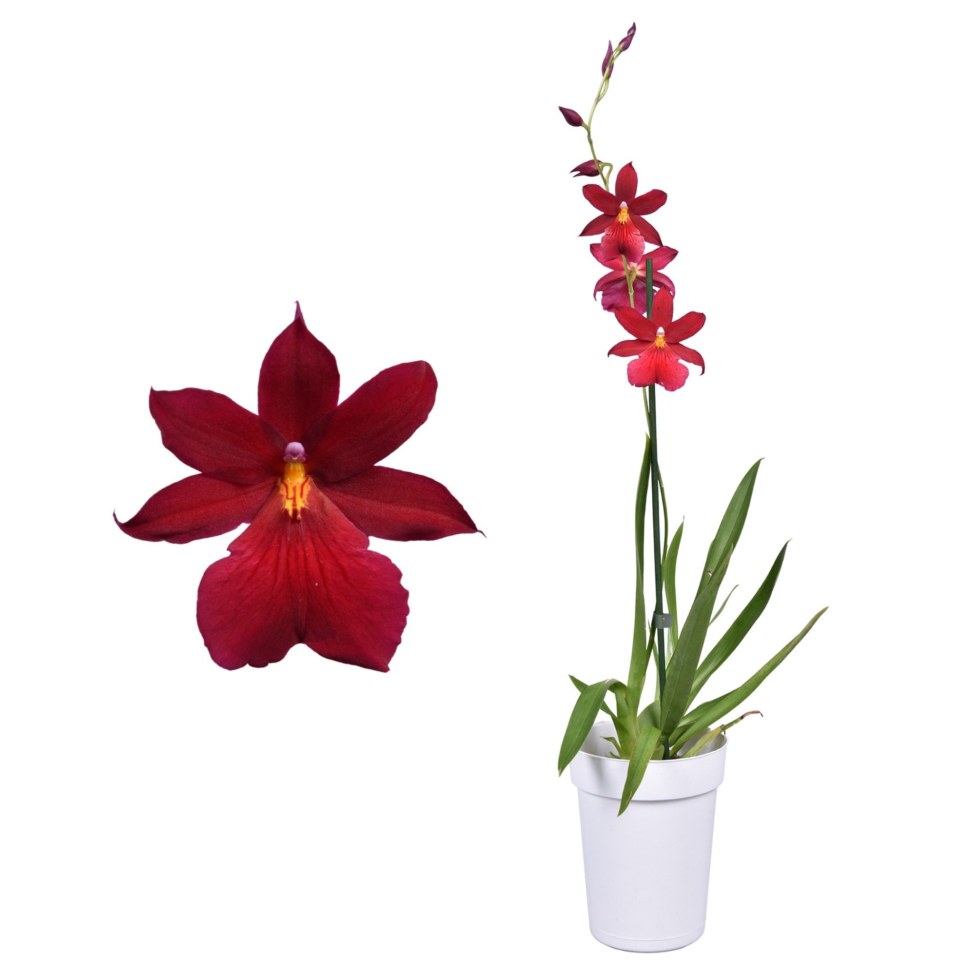 Cambria 'Nelly Isler' Red Velvet 1 tak met witte pot, D 12