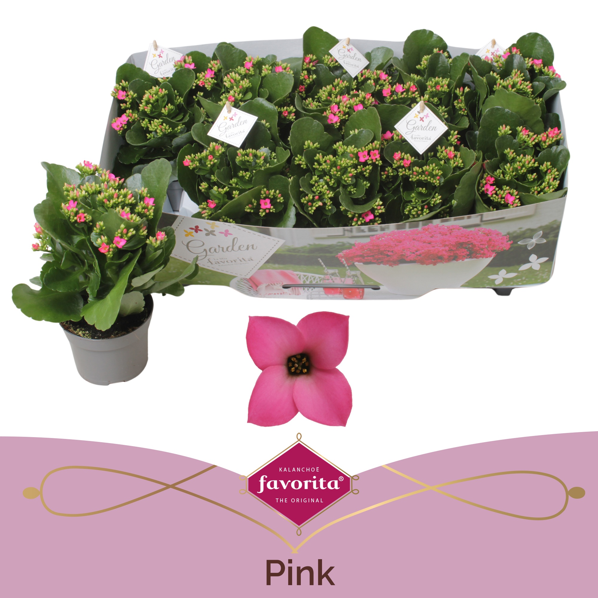 Kalanchoe garden favorita pink, D 10,5