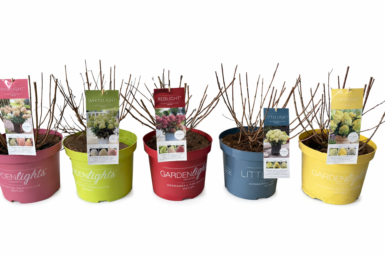 Mix Laag Hydrangea Paniculata Garden Light, D 26