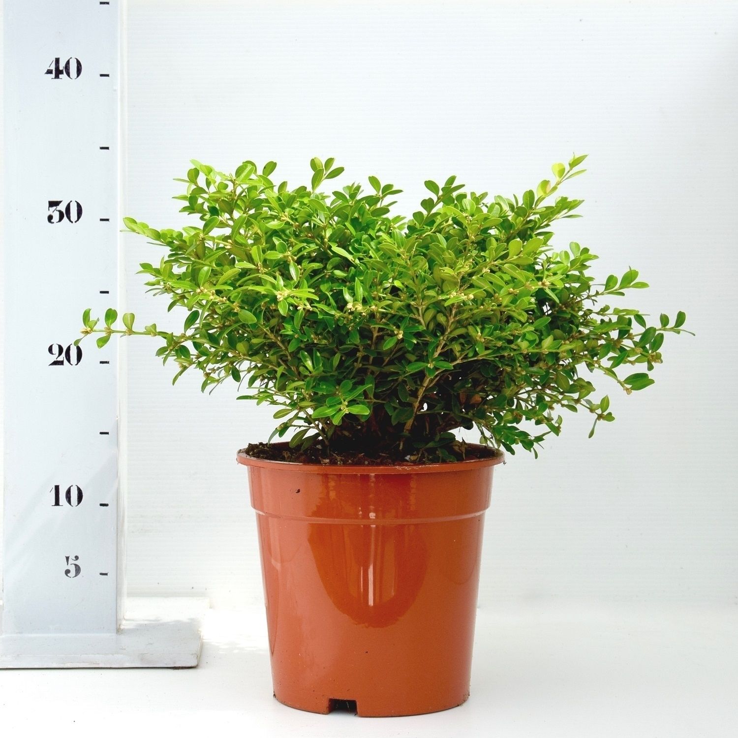 Buxus microphylla 'Herrenhausen' 20-25cm bodenbedekker, D 17