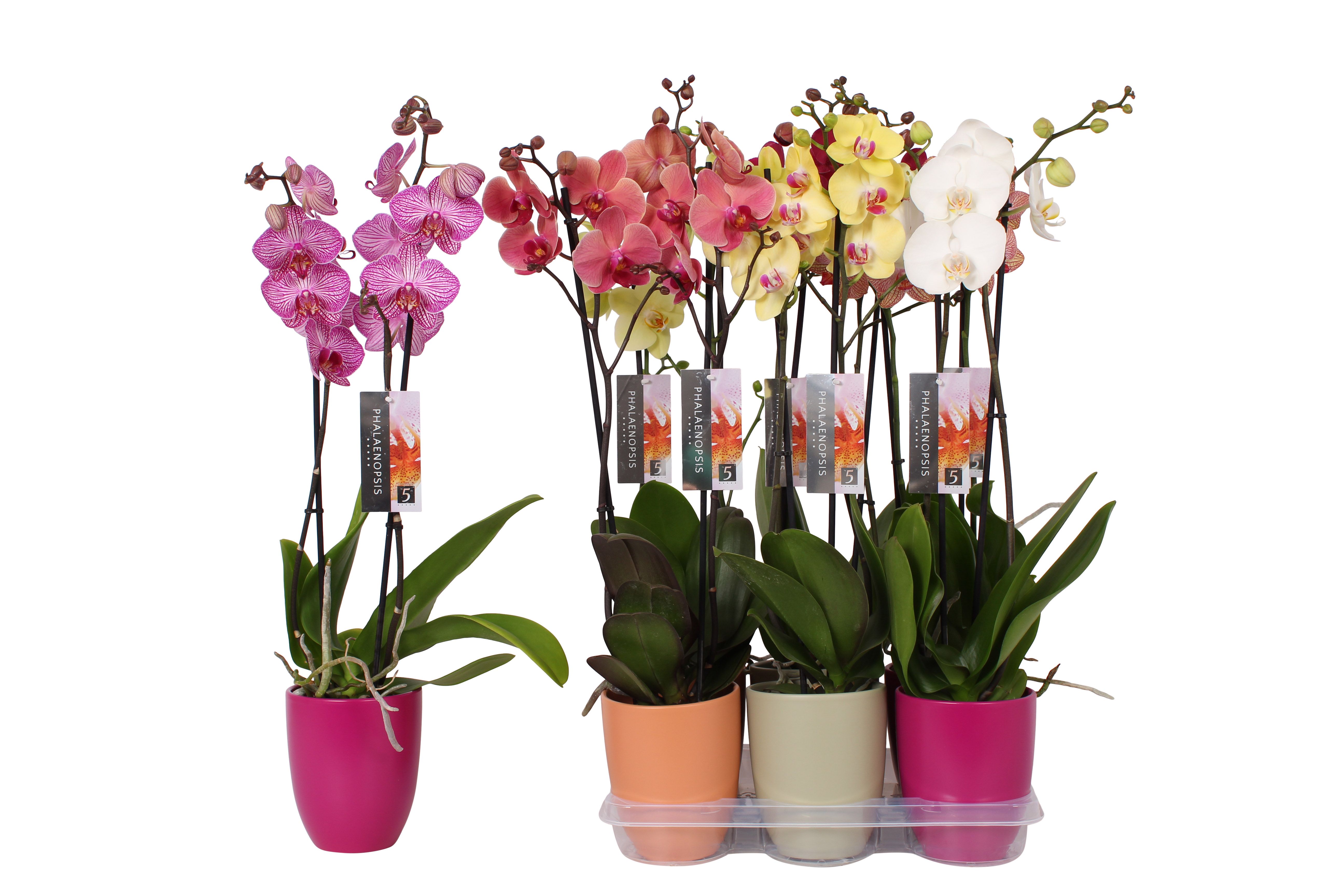 Phalaenopsis mix, 2-spike Orange, Green and Purple Ceramics, D 12