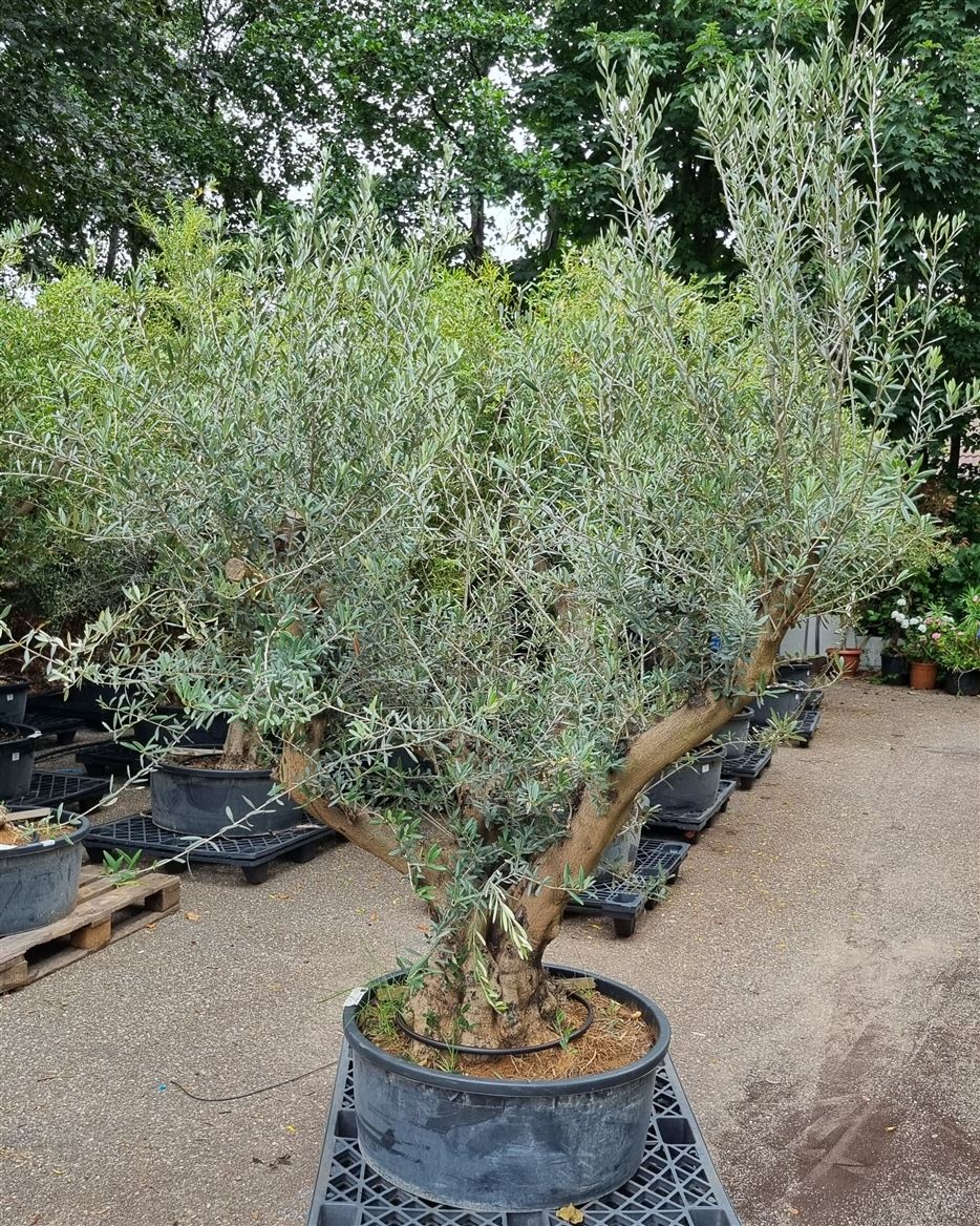 Olea Europaea Vertakt P80 H220 Nr21, D 80