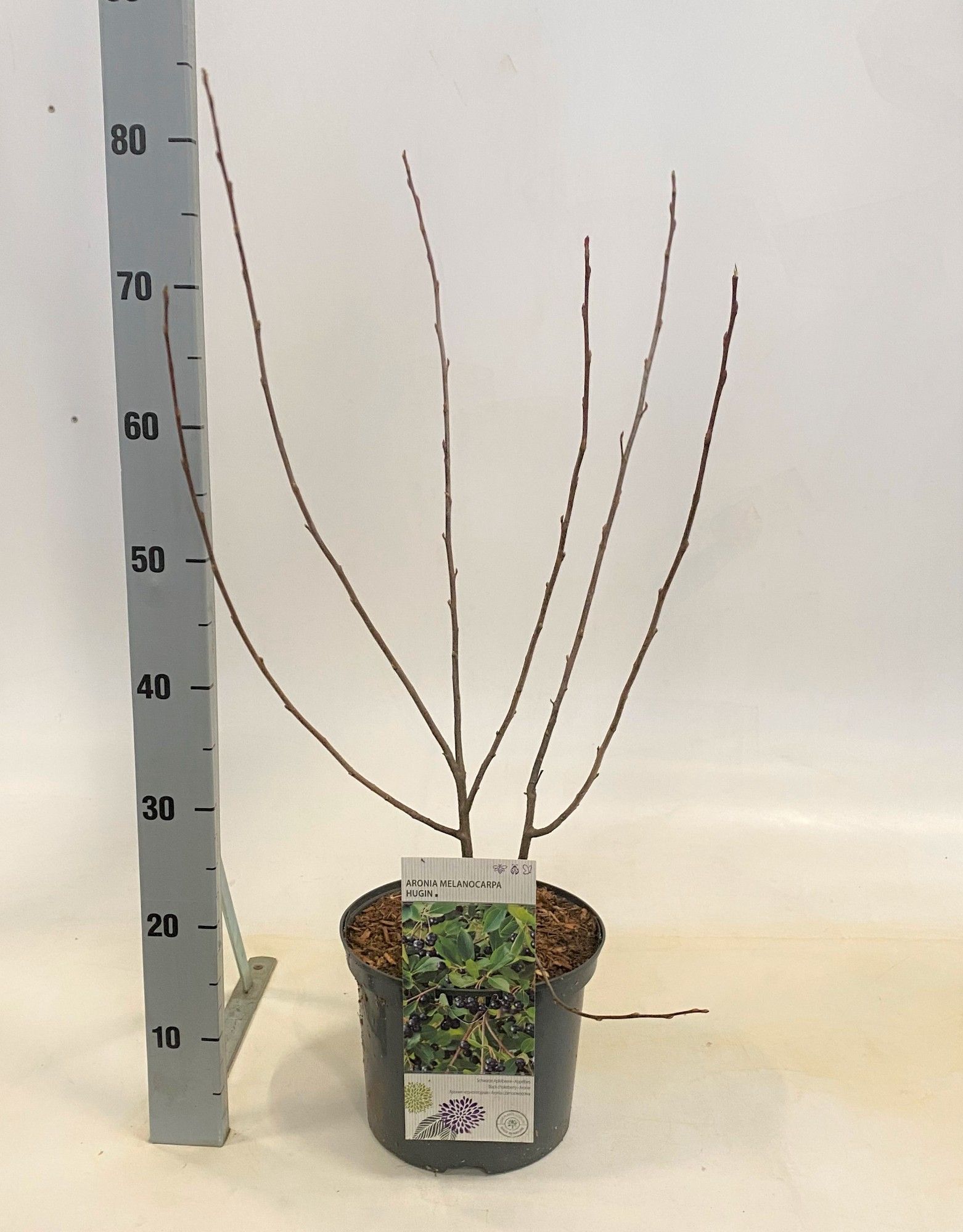 Aronia melanocarpa Hugin, D 23