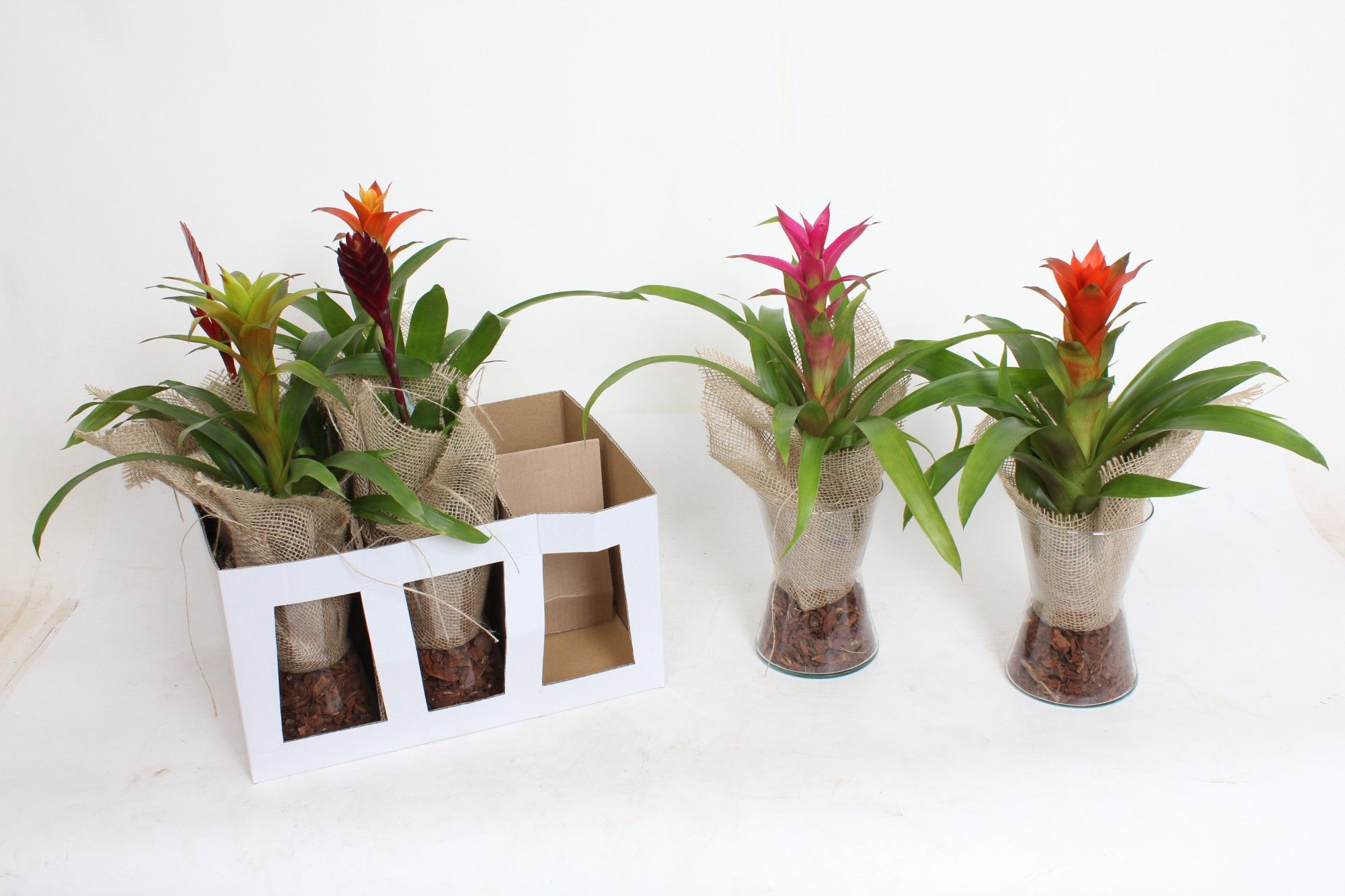 Bromelia Diablo Nature Look, D 14