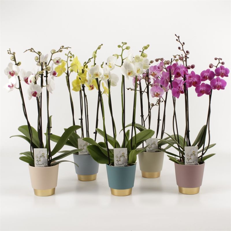 Phalaenopsis gemengd 4 tak gemengd in Angelina keramiek, D 12