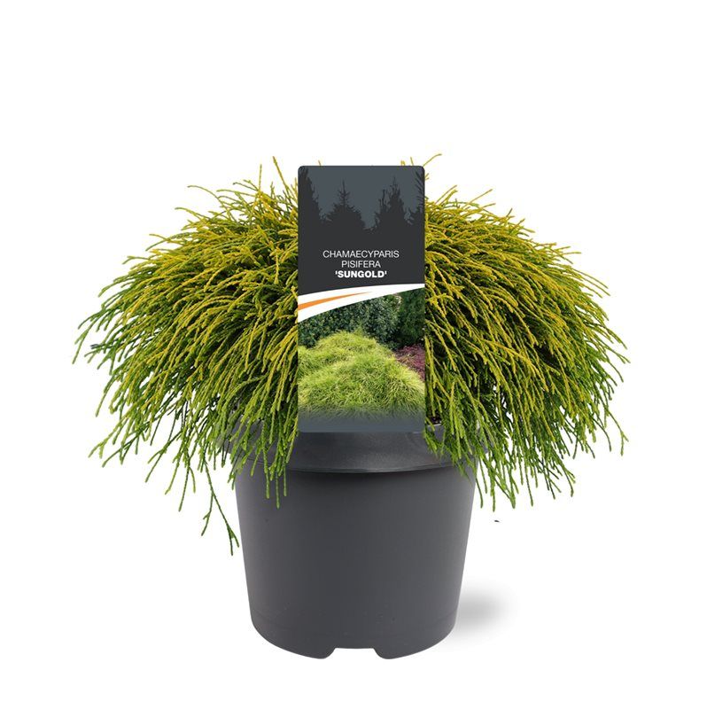 Chamaecyparis pis. 'Sungold', D 23