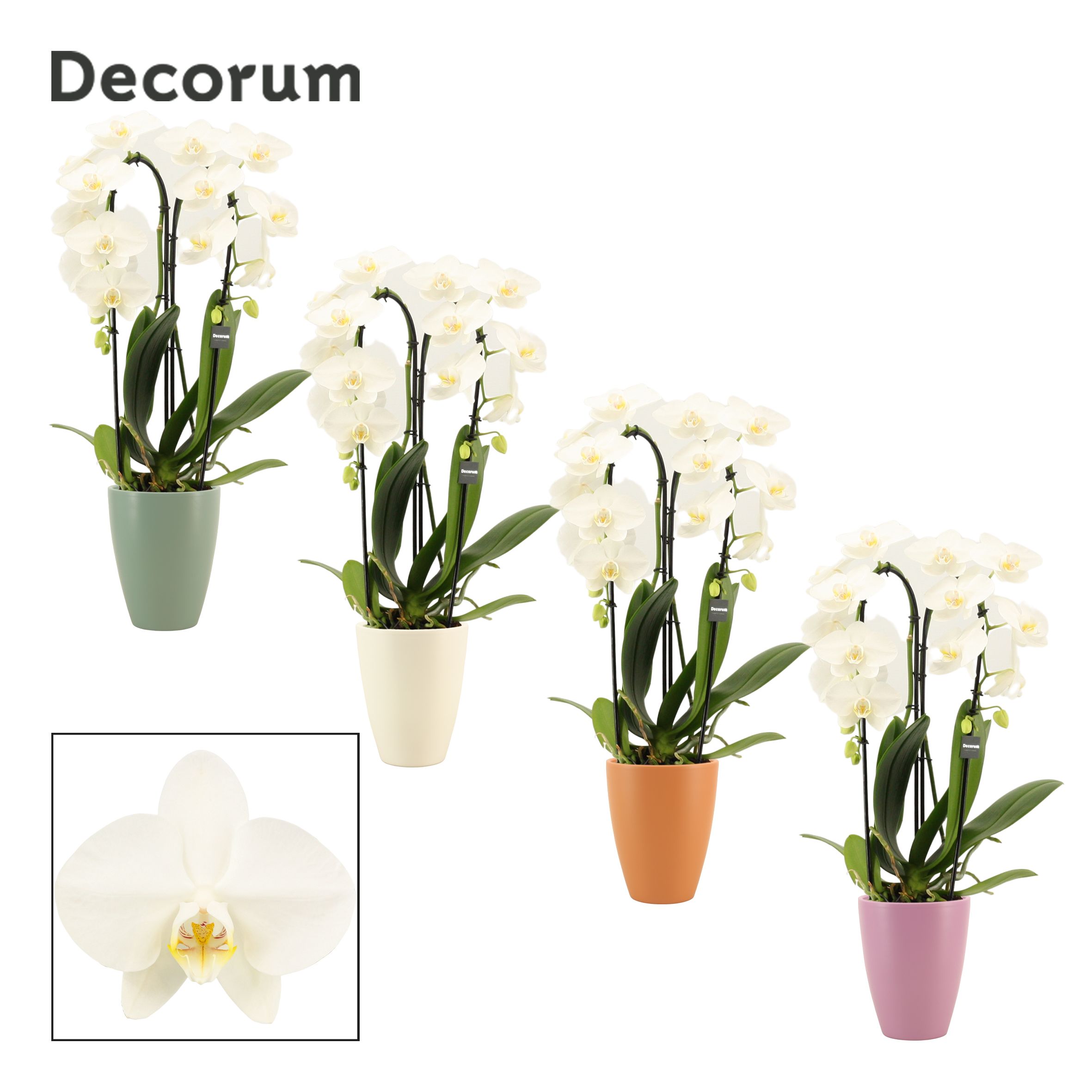 Phalaenopsis cascade 2 tak wit in Carly (Craft world-collection), D 12