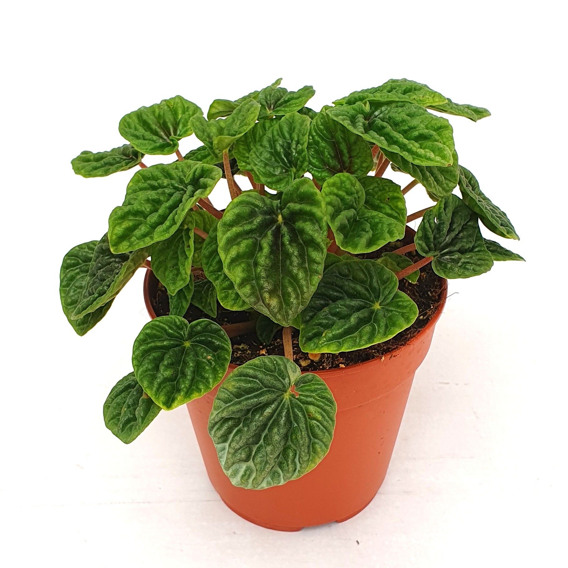 Peperomia caperata luna green, D 12