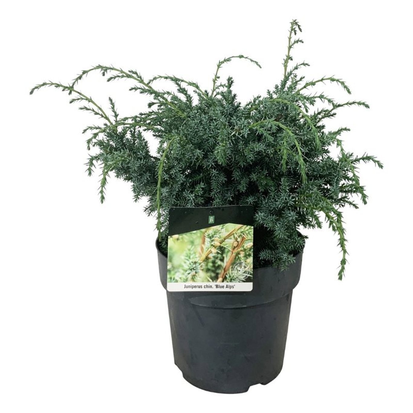 Juniperus chin. 'Blue Alps', D 24