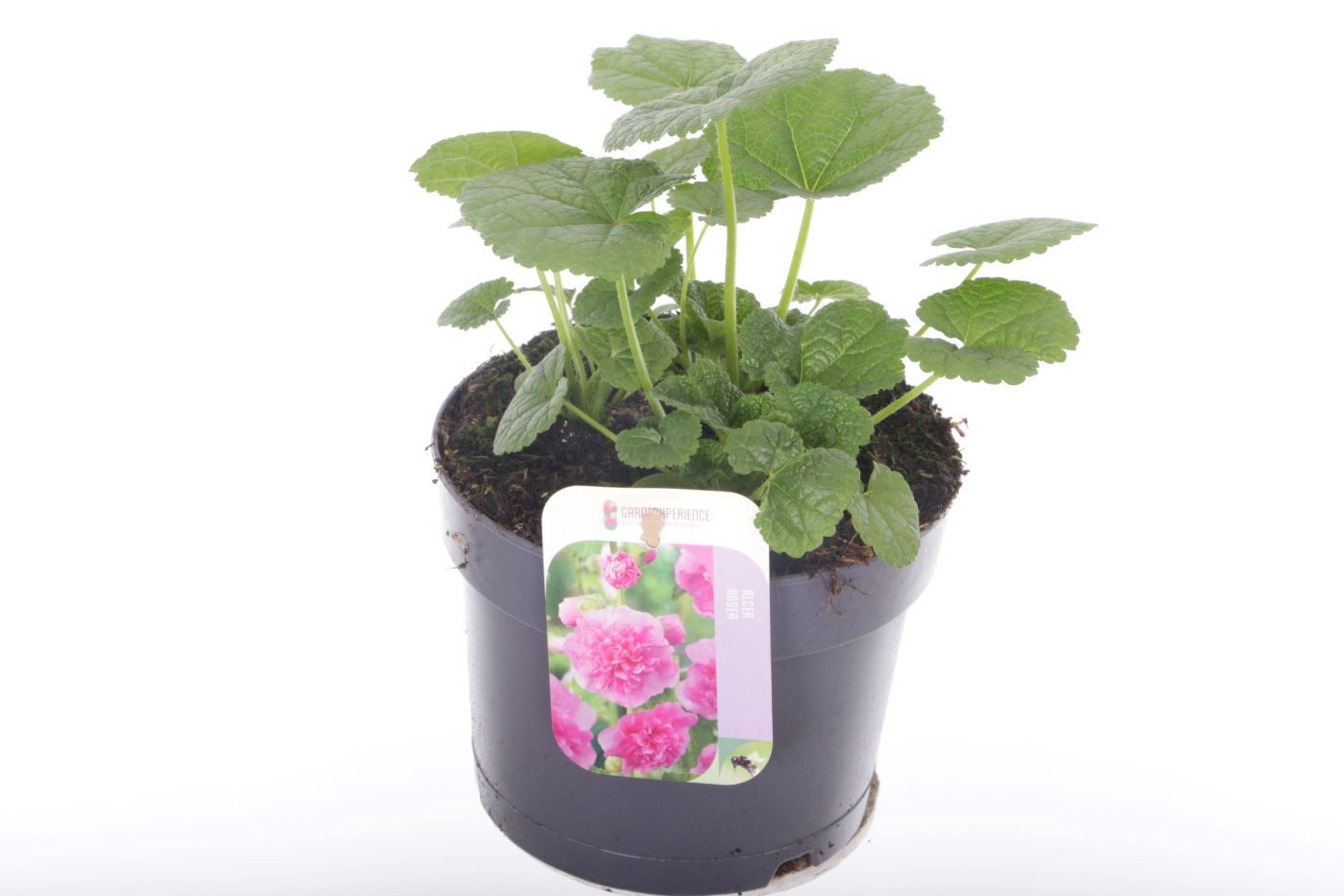 Alcea rosea Chart. Double Rose, D 17