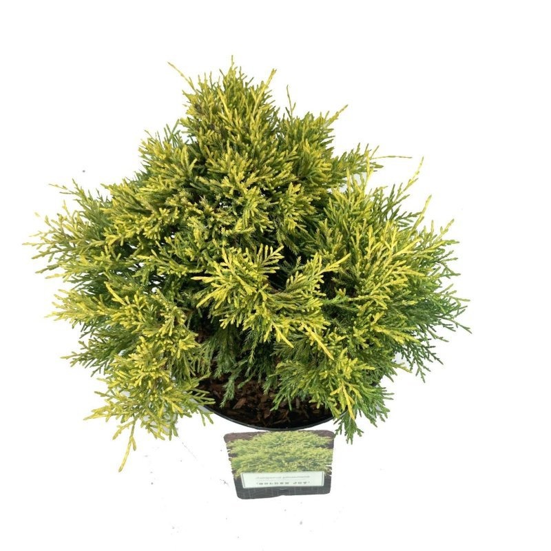 Juniperus pf. 'Golden Joy', D 18