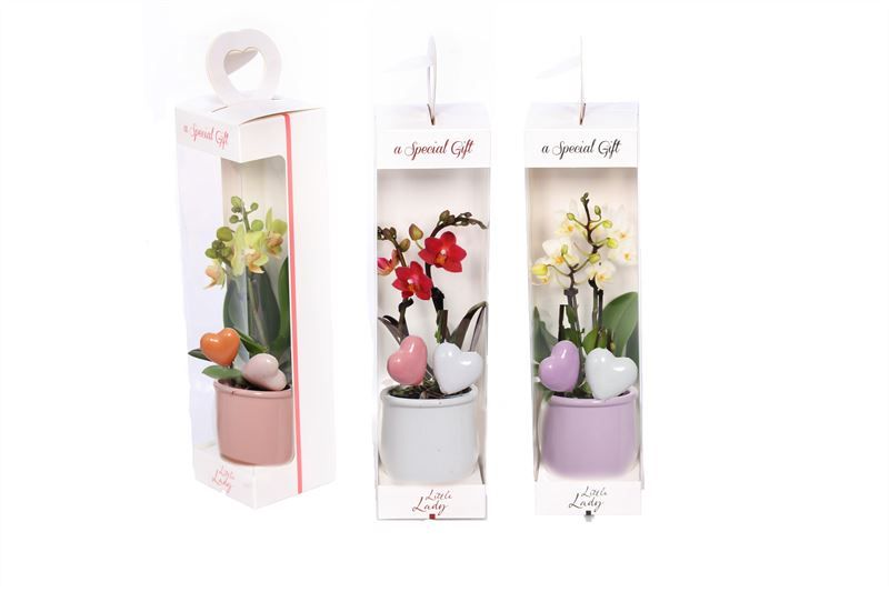 Giftbox Valencia p06 mix Phal Tiny Dolls mix 2T10+ Aqu@, D 6